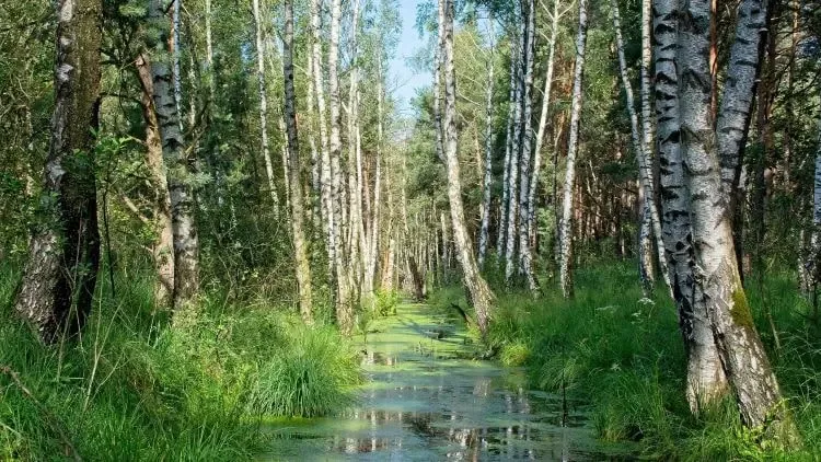 Mokradło w północnej Polsce