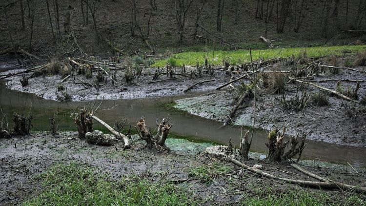 Bagno - las zdewastowany przez bobry