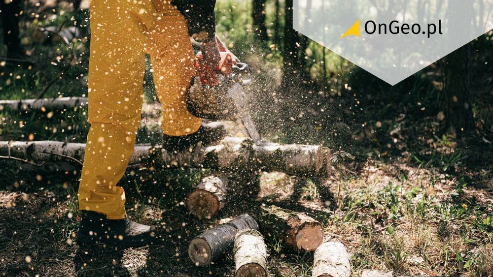 Ile kosztuje wycięcie drzewa? Cennik wycinki drzew 2026