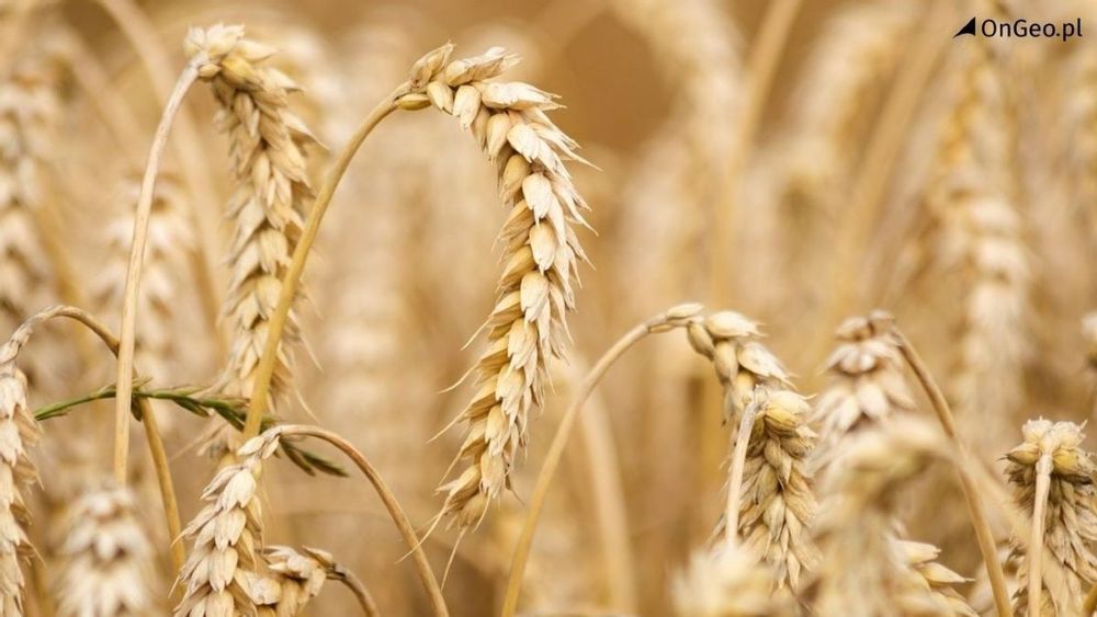 średnia cena skupu pszenicy w I półroczu 2023