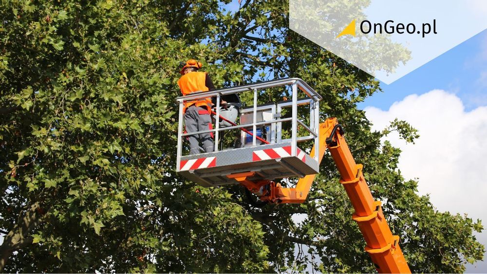Wycinka drzew 2026. Kiedy możesz wyciąć drzewo bez pozwolenia? 