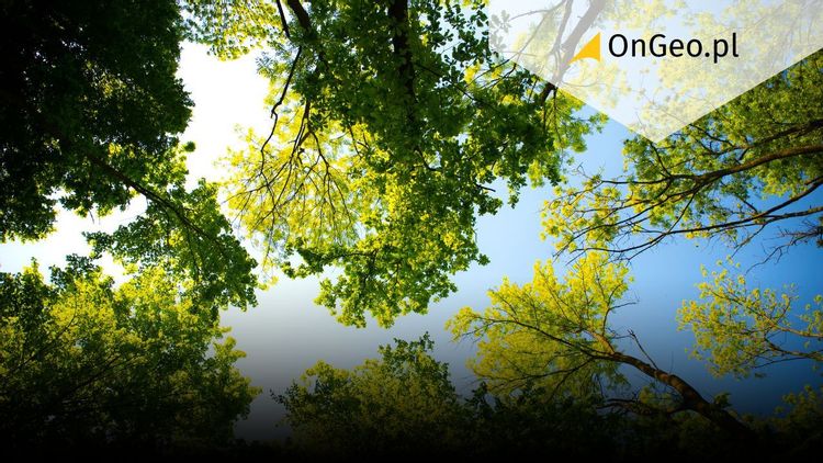 Wycinka drzew na prywatnej działce wstrzymana – nowe przepisy