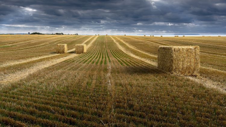 Ceny gruntów rolnych 2021 - ile wynoszą w II kwartale?